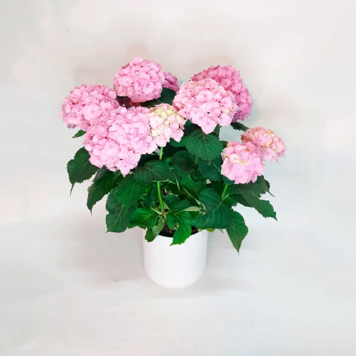 Planta hortensia - Anaís Floristes, floristería en Mataró (foto 2)