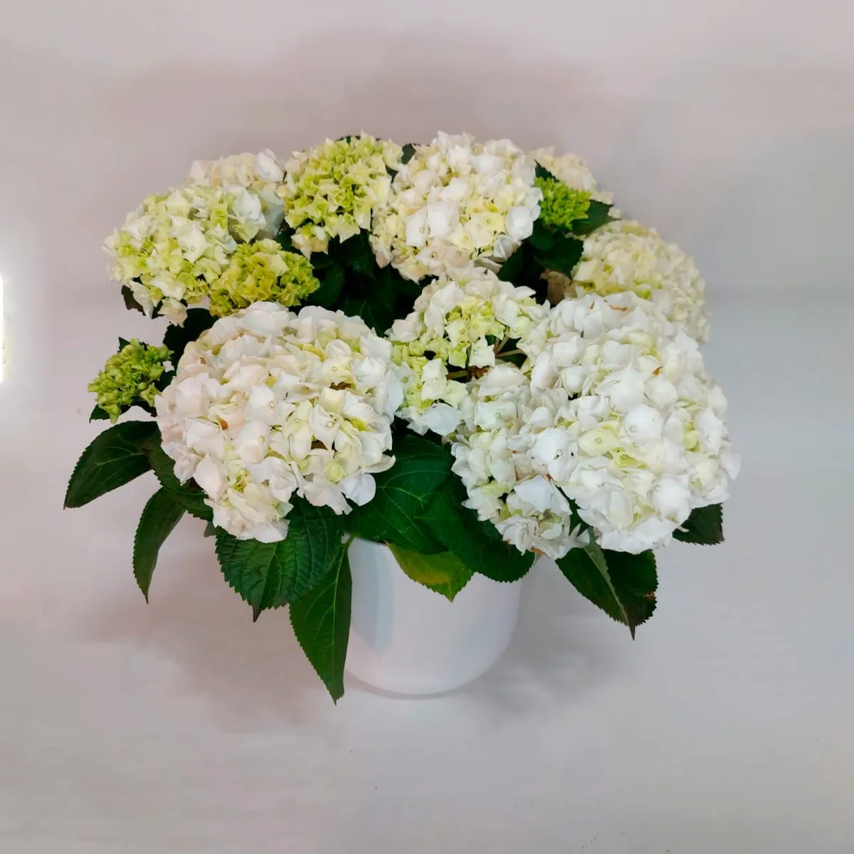 Planta hortensia - Anaís Floristes, floristería en Mataró (foto 3)